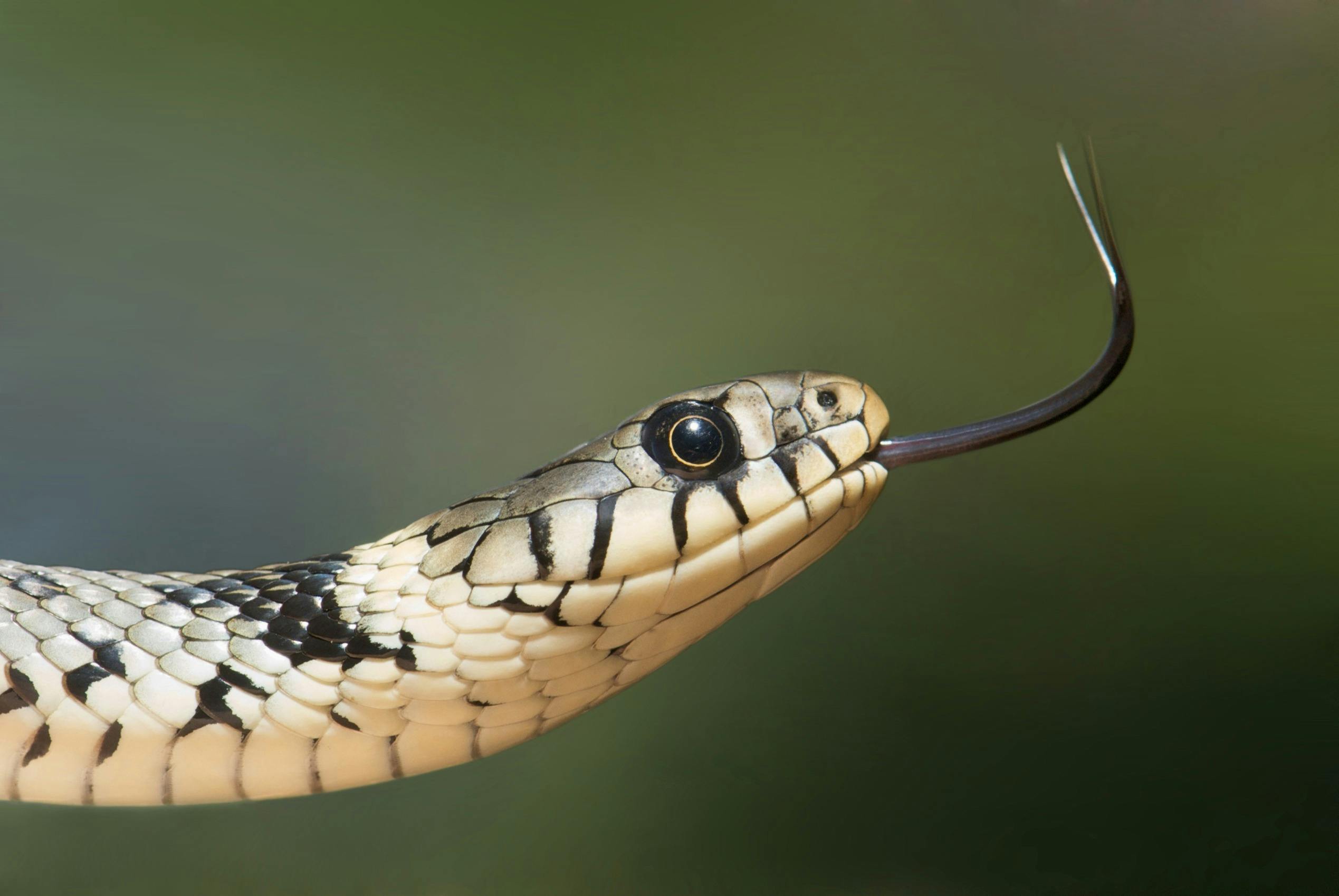 A snake, not Python.